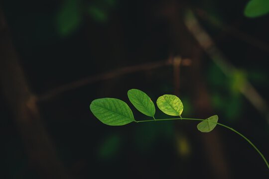 green leaves in a dark shade