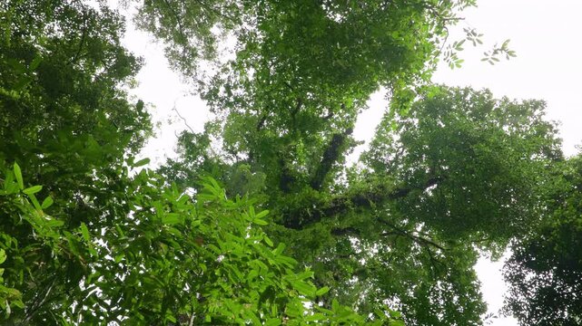 Costa Rica jungle rainforest with water droplets slowly falling from tropical trees. Dense green canopy viewed from below against overcast sky. Lush foliage and branches create natural frame.