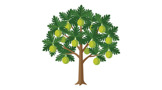 Tropical Breadfruit Tree Illustration with Lush Green Leaves and Ripe Round Fruits on White Background