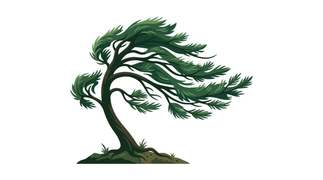 Majestic Green Pine Tree Bending Under the Pressure of Strong Wind Gusts Isolated on a Plain White Background