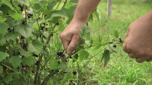 Hands of a person harvesting ripe blackcurrants from a bush in a lush green garden, showcasing the process of gathering fresh fruit