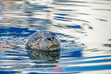 Closeup of a harbour seal (Phoca vitulina) swimming in the water © Cliff