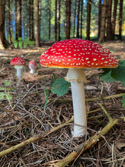 Fly Agaric (Amanita muscaria) Mushroom in an Autumn Forest / Fliegenpilz im herbstlichen Wald © mrwn