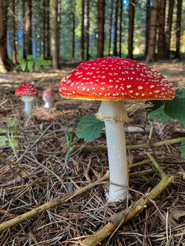 Fly Agaric (Amanita muscaria) Mushroom in an Autumn Forest / Fliegenpilz im herbstlichen Wald