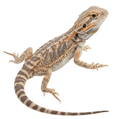 Fototapeta premium Bearded dragon lizard reptile isolated on transparent background