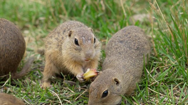 European Ground Squirrels Eating Apple and Sunflower Seed