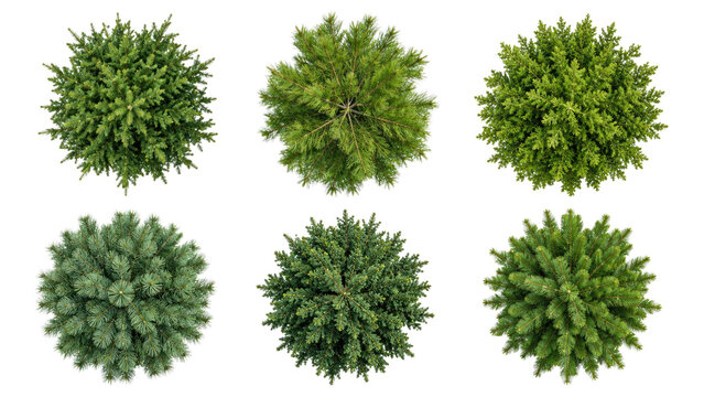 Top-down view of six evergreen conifer tree tops isolated on a transparent background