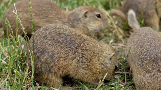 Ground Squirrel Colony Feeding Together in Meadow