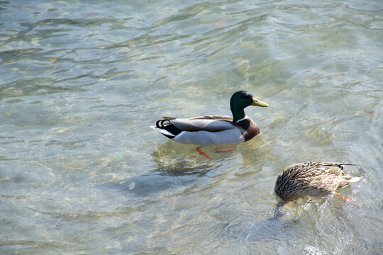 Colorful duck resting by the sunny blue water of beautiful Lake Como Italy