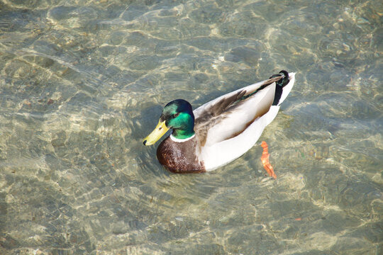 Colorful duck resting by the sunny blue water of beautiful Lake Como Italy