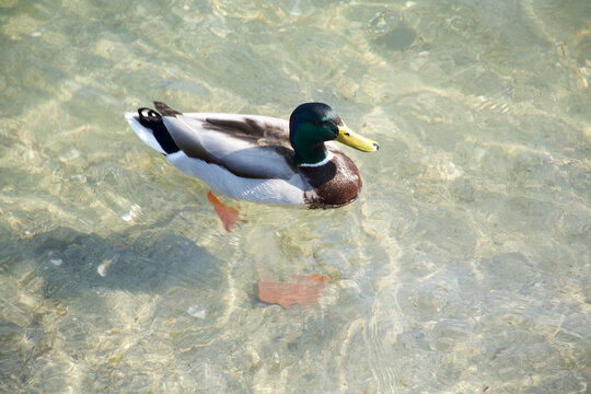 Colorful duck resting by the sunny blue water of beautiful Lake Como Italy