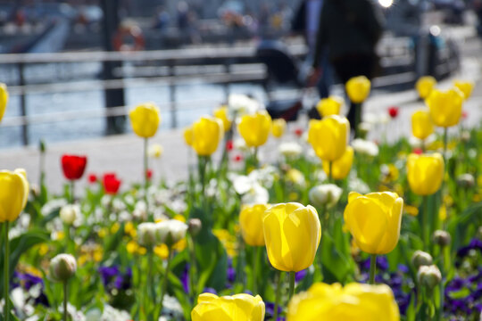 Sunlit multi colored tulips by relaxing blue Lake Como in Italian background