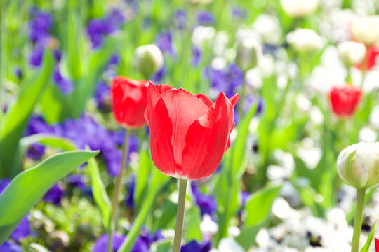 Sunlit multi colored tulips by relaxing blue Lake Como in Italian background