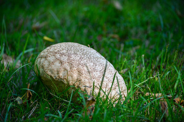 Giant Puffball (Calvatia gigantea) © MaryDee