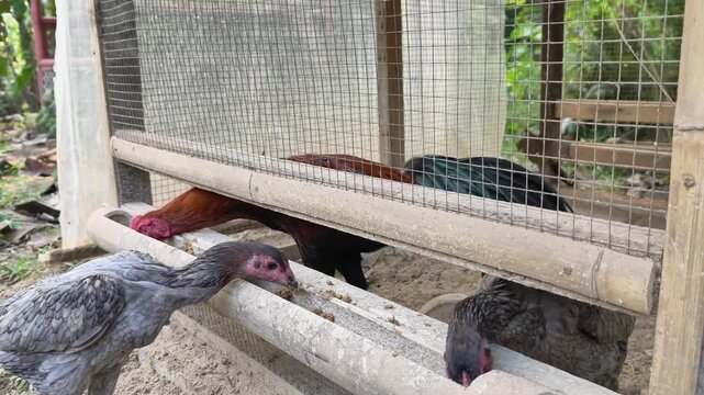 Close up of organic free range chicken foraging and pecking food outdoors