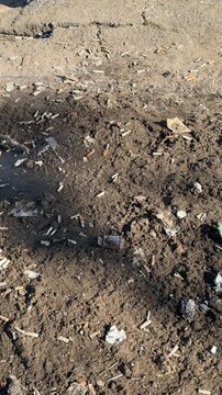 Park ground litter under sunlight, scattered cigarette butts, paper fragments and ash on dry soil long tree shadow crossing scene