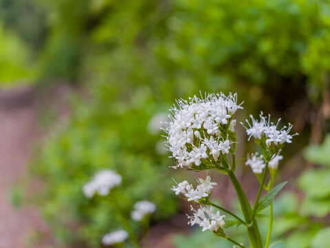 Close-up of white Valerian flowers with green background