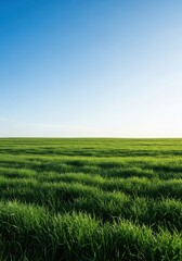 Obraz premium Wide open expanse of vibrant green grass under a clear blue sky, perfect for outdoor leisure activities or peaceful contemplation, ecology, grass, expansive