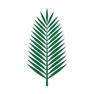 Green palm leaf silhouette, simple vector element for tropical designs, nature motifs, and summer themes
