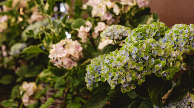 Close-up of blooming hydrangea flowers with delicate green and blue petals