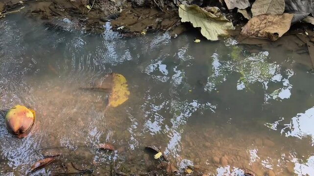Serene shallow forest stream flowing gently over stones in warm light