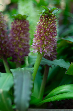 Close view of Eucomis flowers with rich burgundy blossoms and bright green foliage. Architectural perennial bulb adding texture, structure and tropical character to borders and ornamental landscapes.