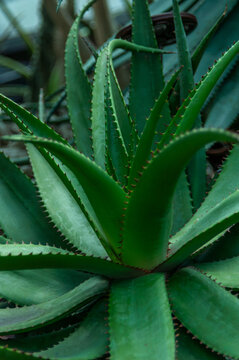 Aloe plant with thick serrated leaves forming a symmetrical rosette. Dramatic close view of a drought tolerant succulent, ideal for botanical, xeriscaping, herbal medicine and tropical garden concepts