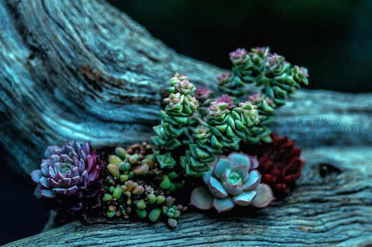 Colorful succulent growing on weathered driftwood, featuring rosette Echeveria, Crassula and Sedum. Artistic natural arrangement perfect for xeriscaping, terrarium, home d&eacute;cor and botanical design.