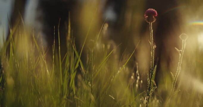 Cinematic summer meadow close-up with thistle wildflowers and tall grass glowing in golden solstice light, dreamy lens flare, shallow focus and a sunny midsummer atmosphere of seasonal natural beauty.