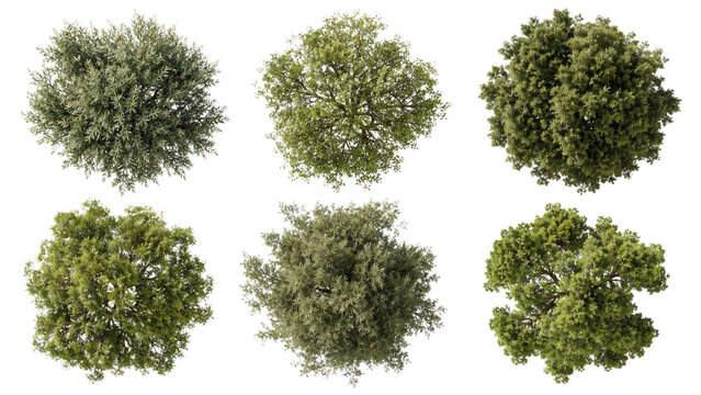 Top-down collection of six green tree canopies photographed from above on a transparent background