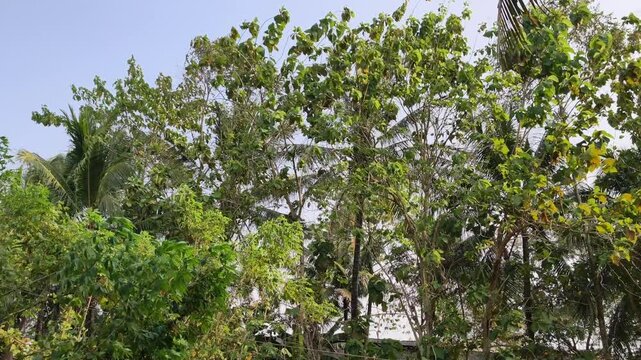 Cinematic low angle view of green tree canopy swaying dynamically in wind
