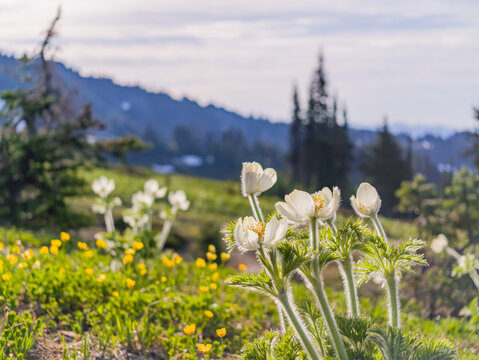 White Pasque Flowers in Washington Mountain Meadow