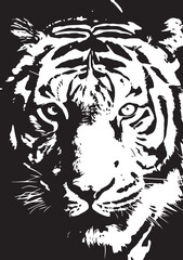 Fototapeta premium vector illustration of a lion