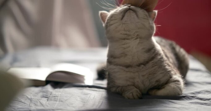  white tabby cat lying on a bed, enjoying being petted under the chin by a human hand. The cat's eyes are closed in contentment, with long whiskers visible. An open book is blurred in the background 