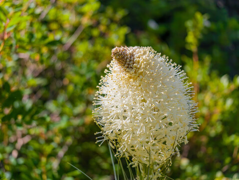 Close-up of white Beargrass flower in Washington state