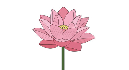 Obraz premium Pink Lotus Flower Illustration.