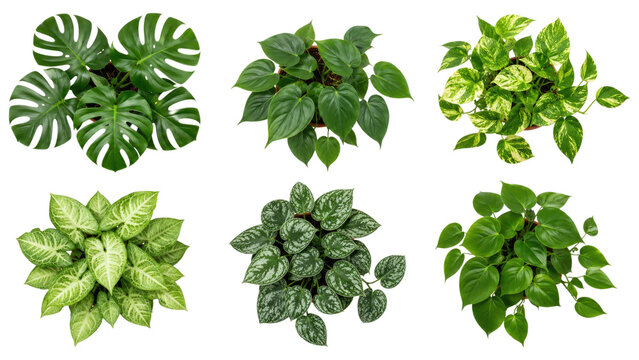 Assortment of six tropical houseplants with varied green and variegated leaves shown from above on a transparent background