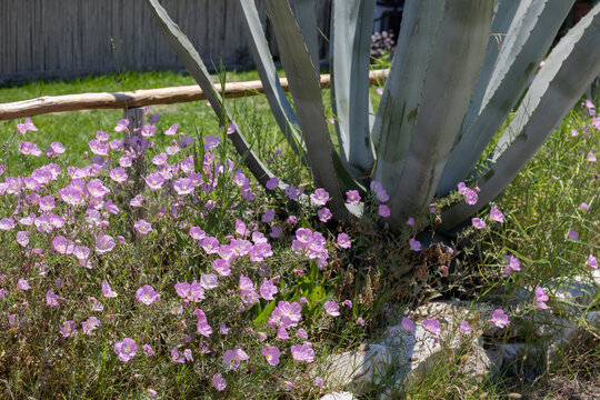 pink evening primrose flowers blooming next to a large agave plant in a sunny garden setting
