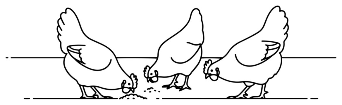 Three chickens pecking seeds on the ground in minimalist line art