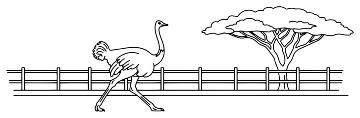 Ostrich walking in a fenced safari park next to an acacia tree in line art style © OnlyVector