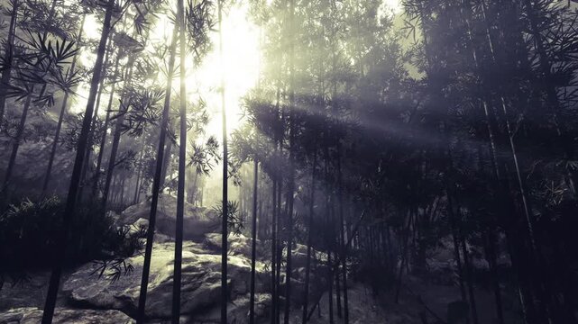 Sunlit forest trail with light shafts, tall slender trunks and moss covered stones, winding path leading uphill, peaceful early morning atmosphere for hiking
