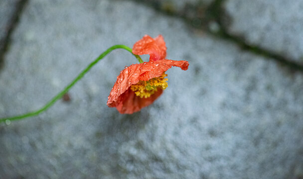 Orange poppy Papaver rhoeas flower with raindrops on cobblestone background.