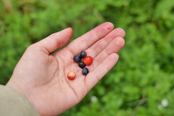 Freshly picked wild strawberries and bilberries resting in an open palm during a summer walk through the forest. Natural berry harvest and foraging concept © Hanna