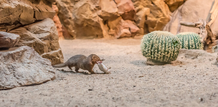 Dwarf mongoose Helogale parvula carrying prey in desert habitat.