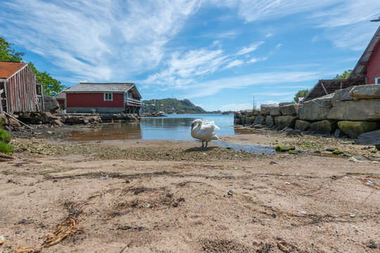 Single mute swan Cygnus olor standing on sandy shore beside calm harbor.