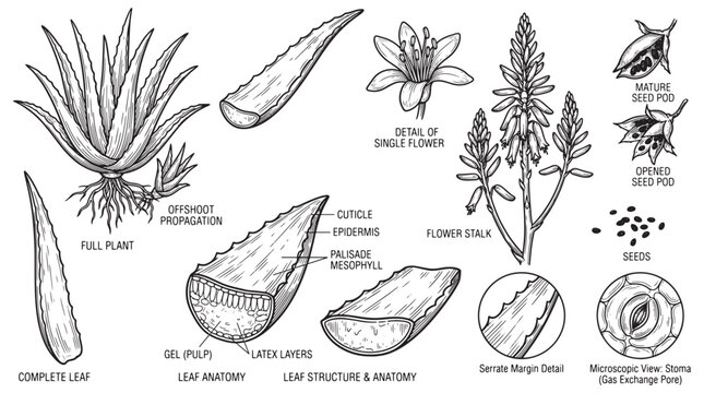 Aloe Vera Plant Anatomy Illustration With Leaf Cross‑Section, Flower, Seeds and Propagation Diagram