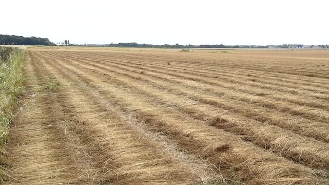 A wide perspective angle captures cut lines of oilseed rape arranged in parallel rows across an expansive field. The swathed Brassica napus crop lies drying on the ground.