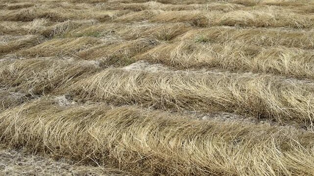 A close-up view captures cut lines of oilseed rape arranged in parallel rows across a harvested field. The swathed Brassica napus crop lies drying on the soil surface.