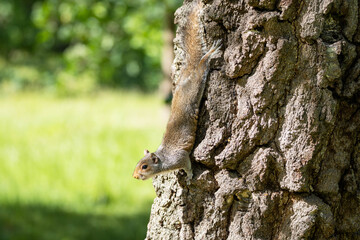 Obraz premium Eastern grey squirrel climbing headfirst down a rough textured tree trunk in a sunny green park