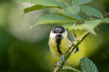 Great tit bird perched on a thorny bramble branch looking directly at the camera © Yuliia